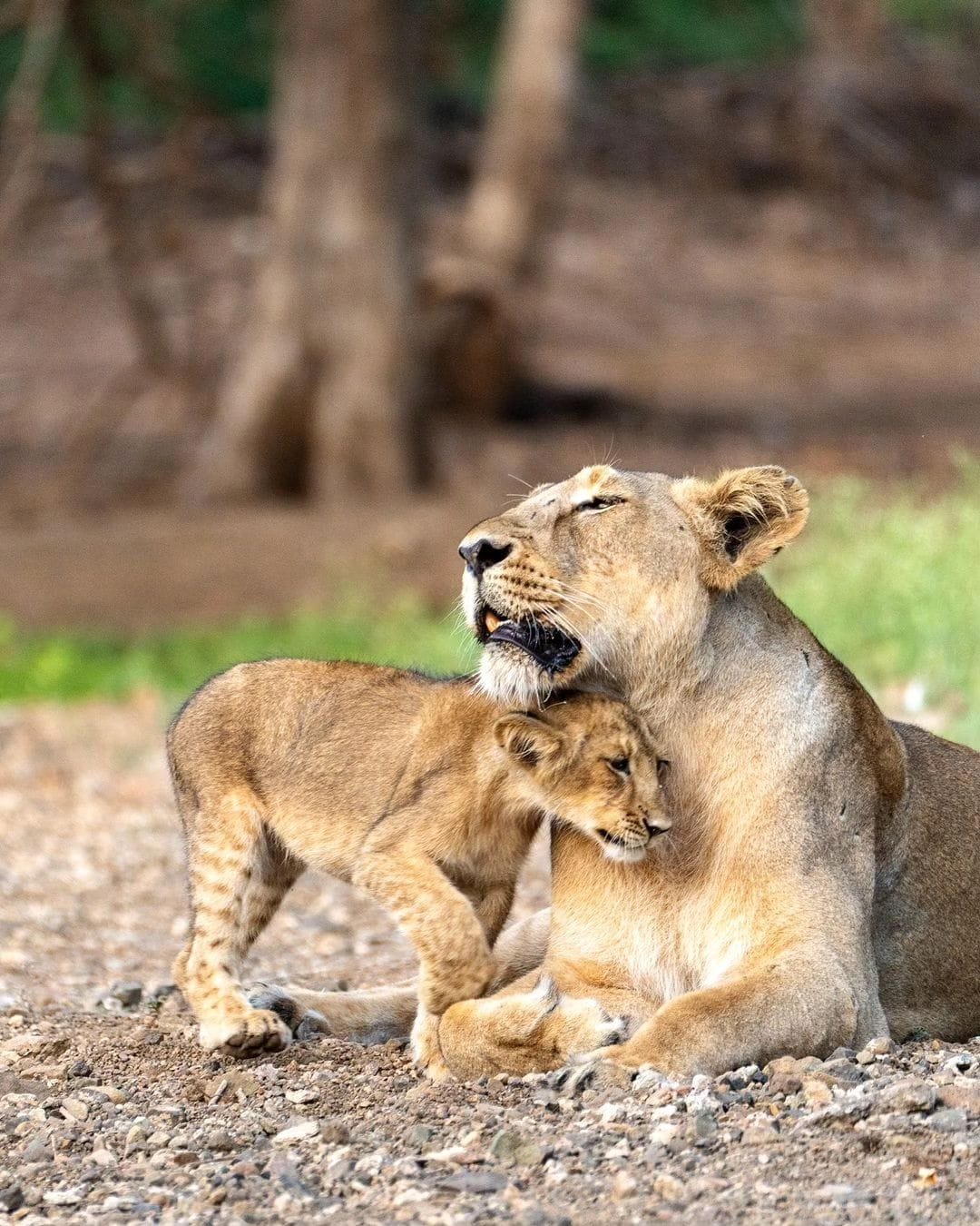 Gir Jungle Image